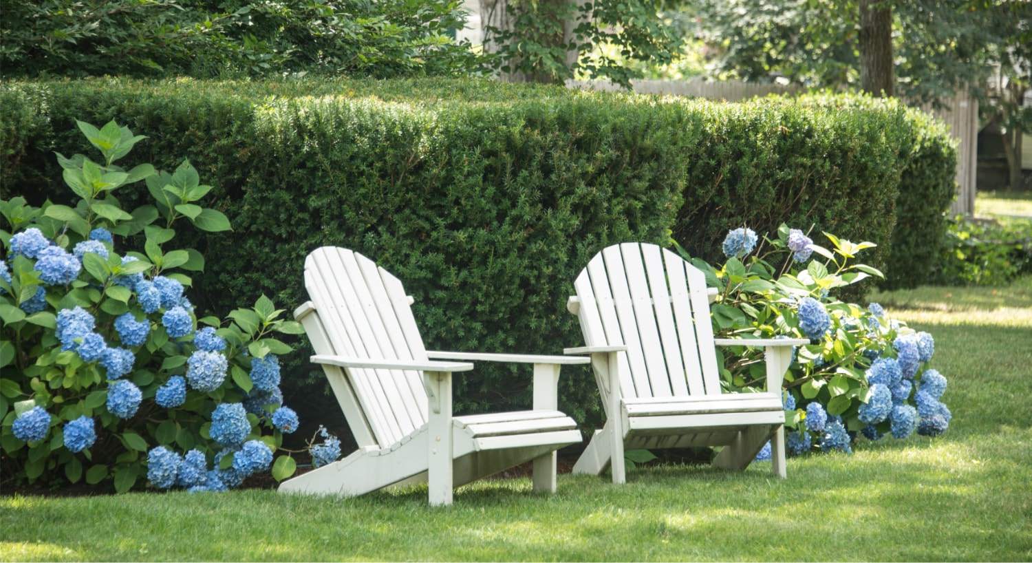 Two white Adirondack chairs sitting in green grass next to trimmed green shrubs and bushes with blue flowers