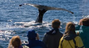 A group of people whale watching on Cape Cod in the summer