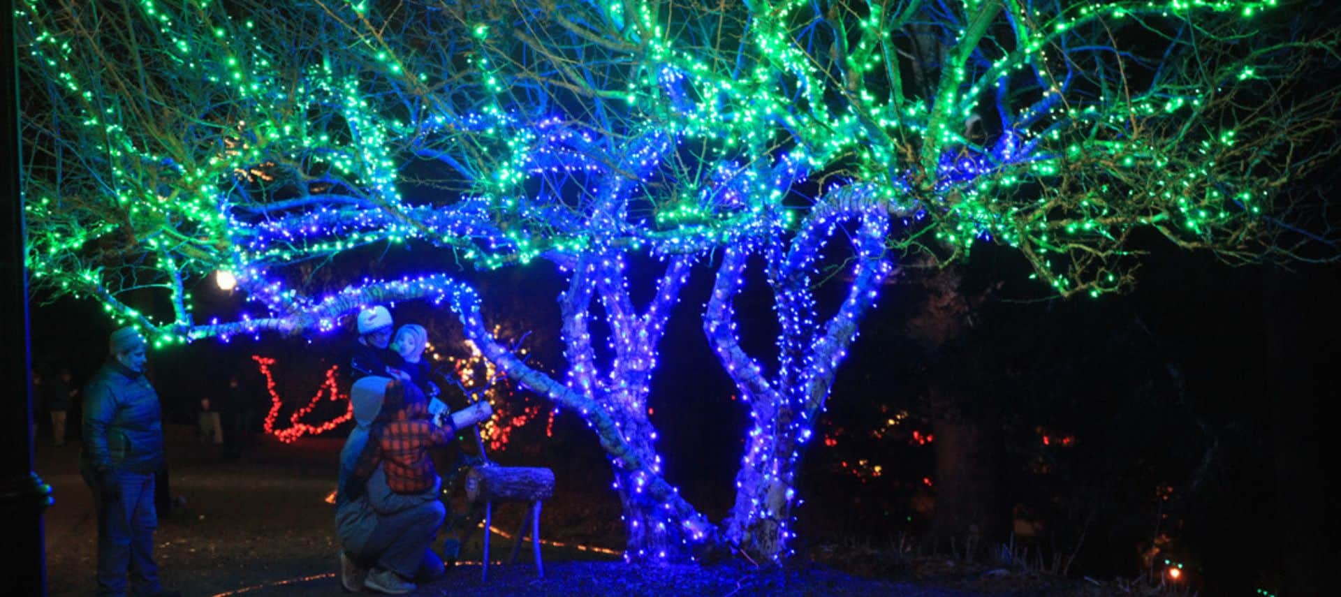 Blue and green twinkling lights wrapped around a tree all aglow on a wintery night