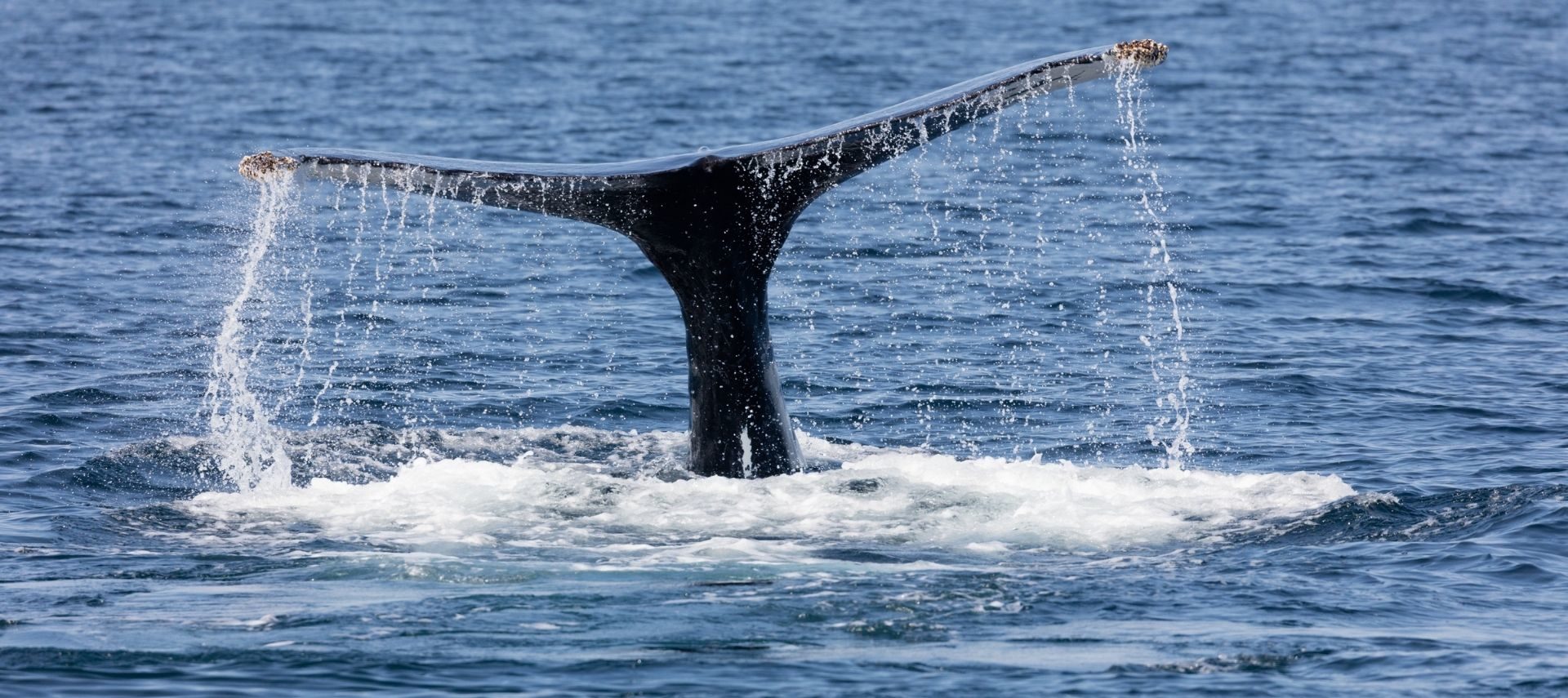 Whale tale sticking out of the ocean on Cape Cod