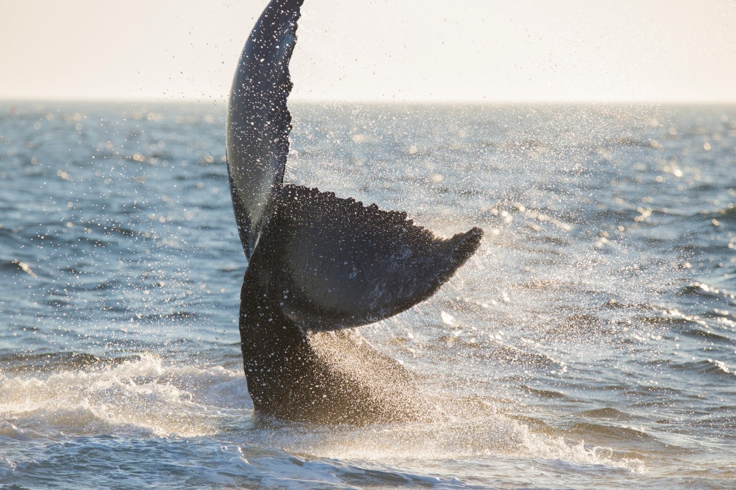 black whale tail waving on the ocean