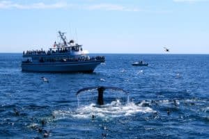 ship on the water with whale tale sticking out