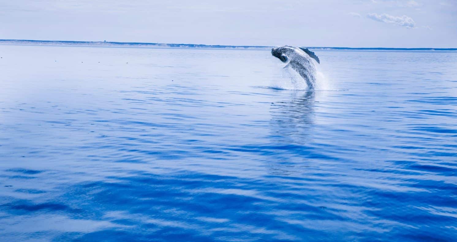 view of humpback whale breaching on cape cod in the spring