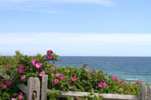 Ocean view on the Cape Cod National Seashore