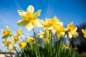 Daffodils in the springtime on Cape Cod