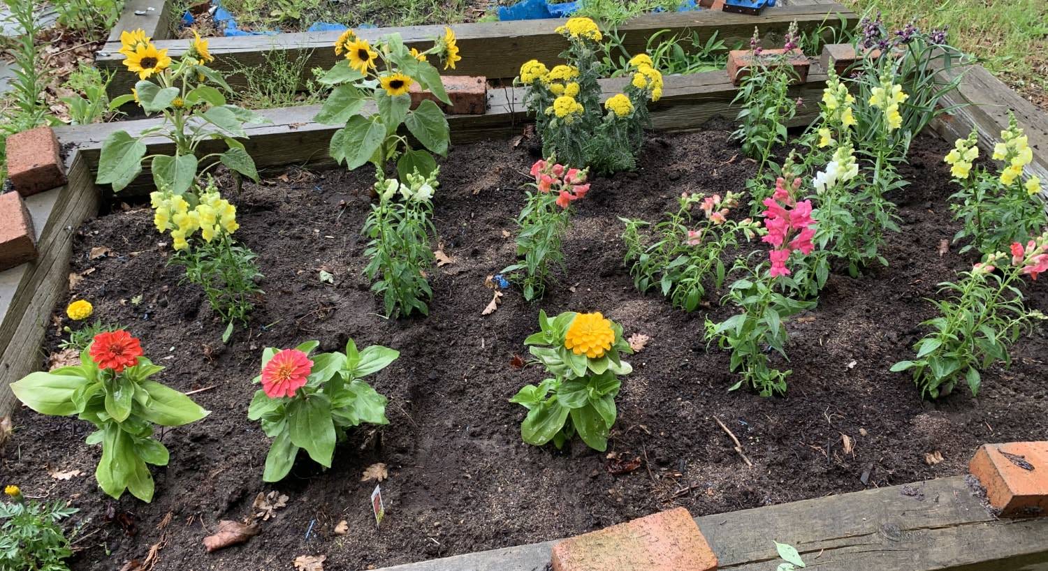 Raised flowerbed with yellow, pink, and purple flowers