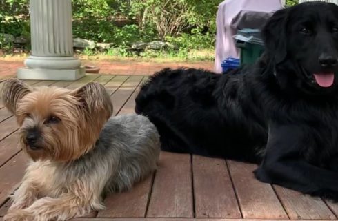 One small terrier dog with tan and gray coat and one large lab retriever mix with black coat laying on wooden deck