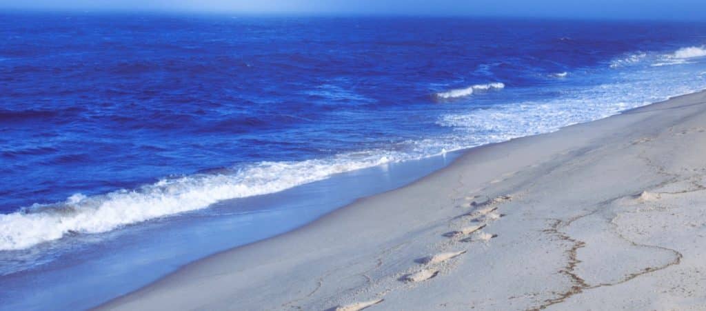 seagull beach in cape cod