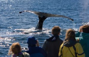 people whale watching on cape cod